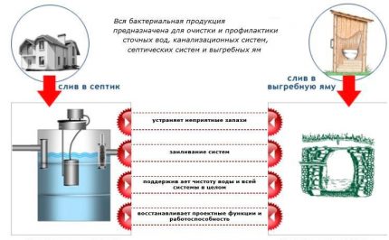 Bacterii pentru fosele septice și separurile