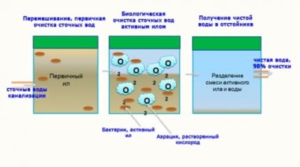 Pentru ce sunt bacteriile pentru fosele septice?