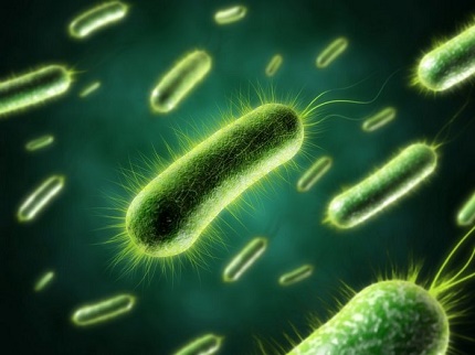 Cum arată bacteriile sub microscop