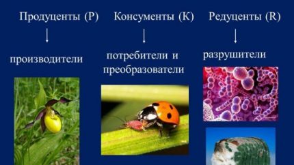 Membrii ecosistemului