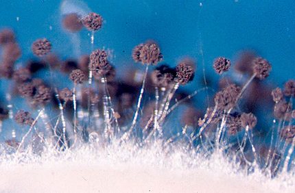 Aspergillus negru