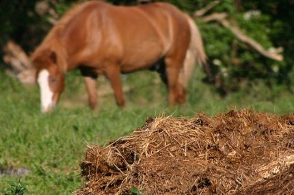 Combustibil de deșeuri animale